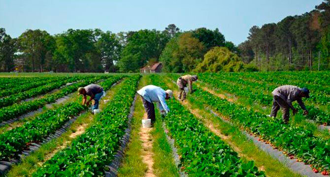 Trabajadores en el campo.