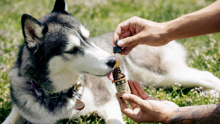 CBD para perros: Una alternativa natural para la vitalidad y el confort