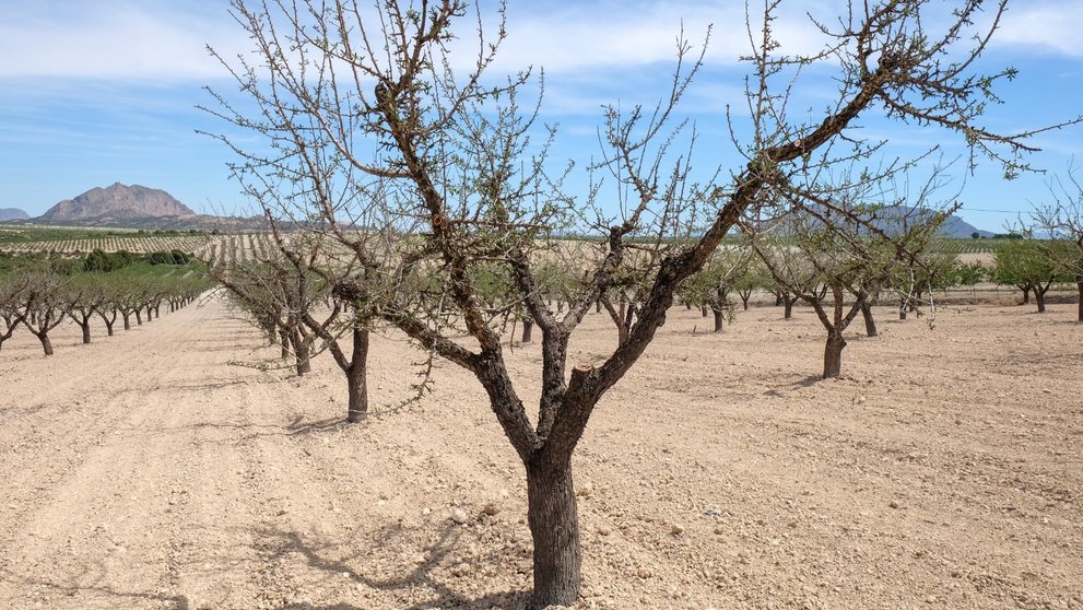 Plantación de almendros extenuados por la falta de agua en la zona de El Cagitán, en Mula. (Archivo)