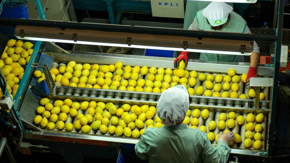 Tratamiento de limones en una fábrica.