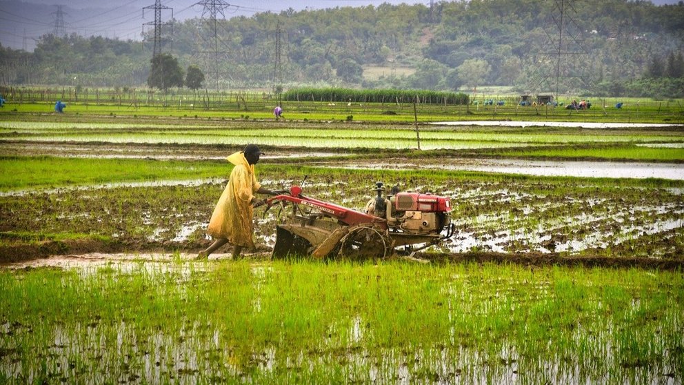 Un monzón más intenso de lo normal en la India aliviará los precios de los alimentos después de junio.