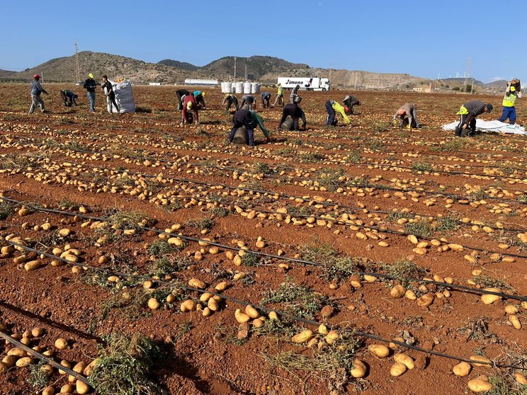 Recolección de patatas en el campo de Cartagena.