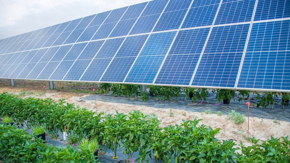 Instalación agrovoltaica de Soltec.