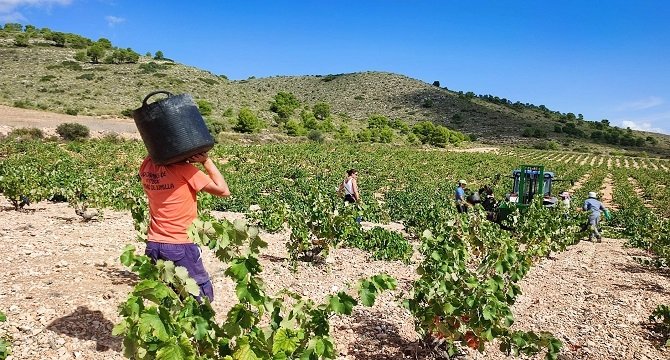 Vendimia en Jumilla. (Archivo)