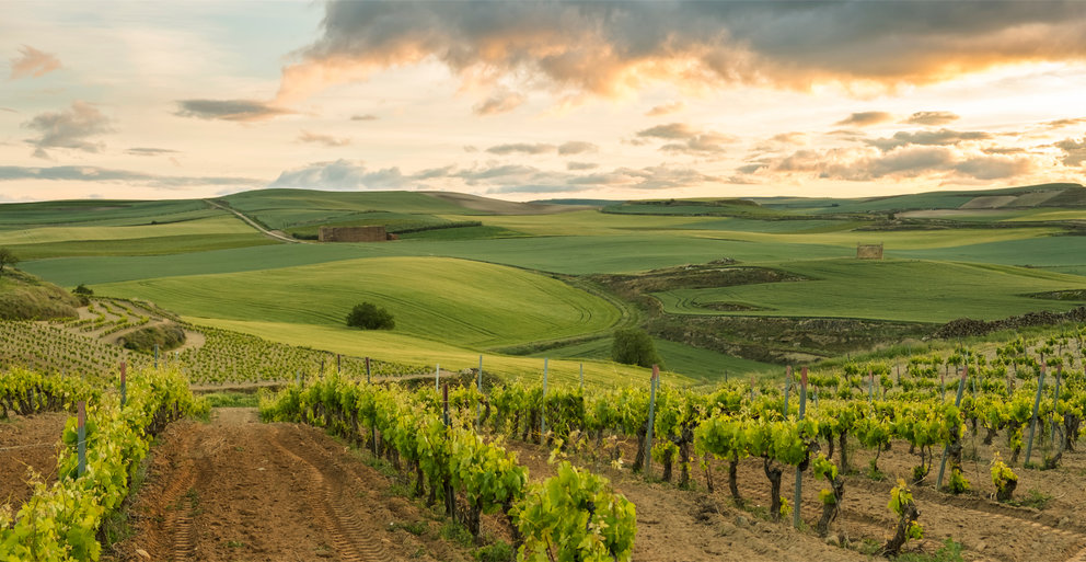 Viñas de Rioja de Zamora Company.