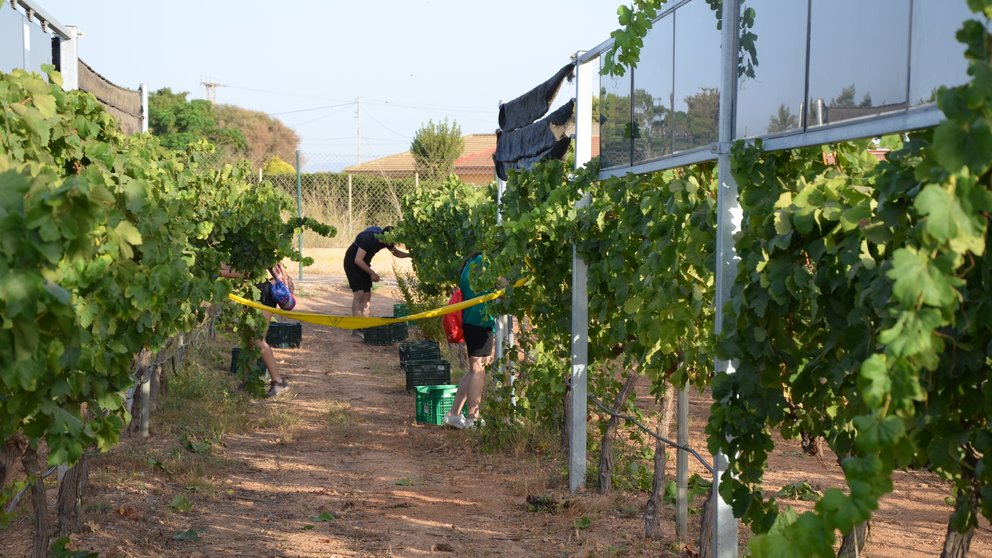 Imagen durante la vendimia.