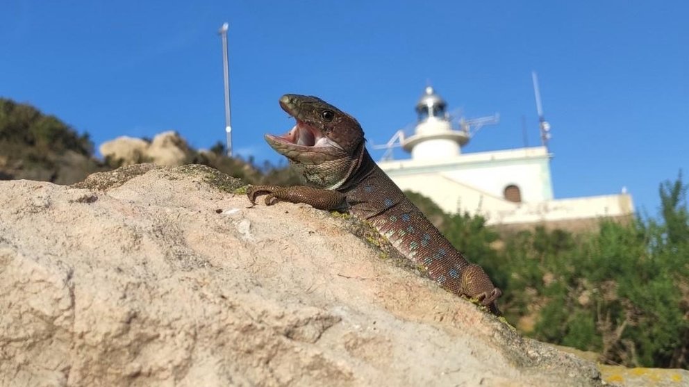 Lagarto bético en la Isla de Escombreras