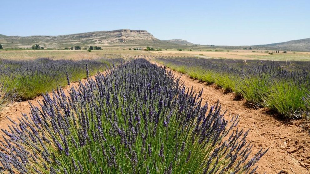 Cultivos de lavanda en el Noroeste de la Región de Murcia.