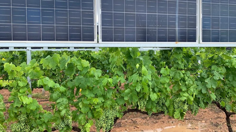 Estructuras agrovoltaicas para viñedos desarrollados con ayudas del Programa Regional de Transferencia de Conocimientos de las Fundación Séneca.