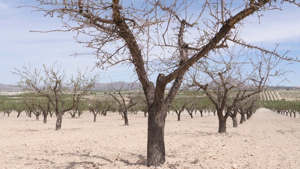 Imagen de almendros.