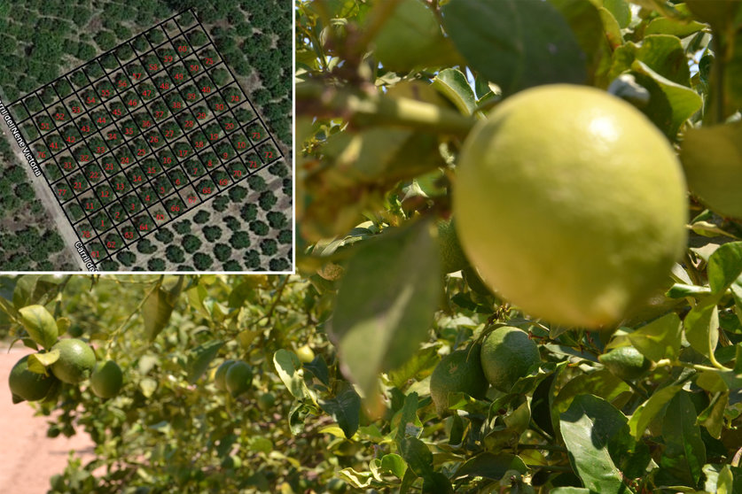 En el recuadro, conteo de limoneros realizado por el sistema de visión artificial; en la foto, tomada este mes, limones en diferente grado de desarrollo.