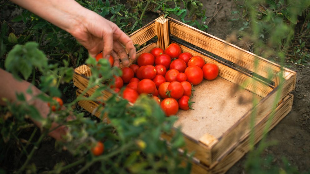 Recolección de tomates.