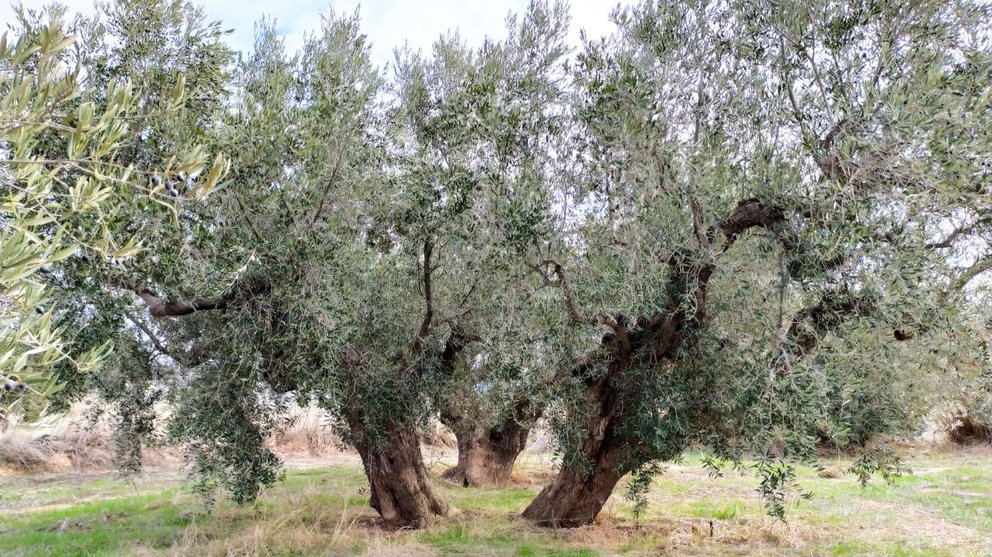 Olivo ecológico en Jumilla.