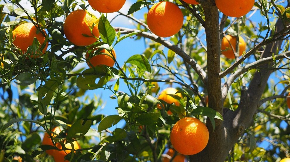 Naranjas. (Imagen de Hans en Pixabay)