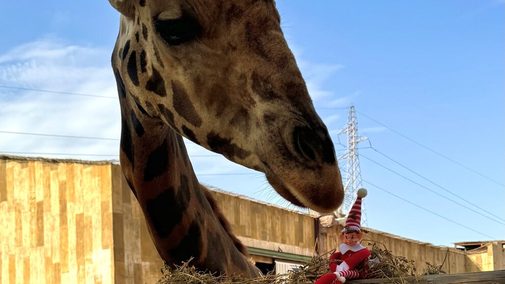 Una jirafa de Terra Natura con el elfo que se esconde en el parque esta Navidad. (Terra Natura Murcia)