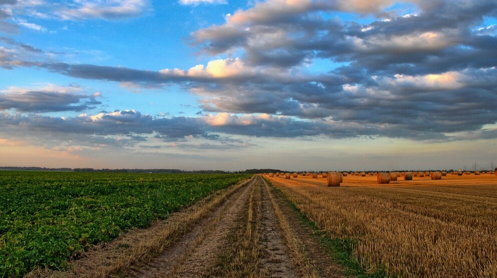 Fotografía de un campo. (Imagen de Wolfgang Borchers en Pixabay)