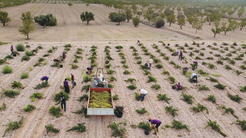 Tras tres años de intensa sequía, la producción en las parcelas de secano disminuye, pero no la calidad de los vinos. (DOP Jumilla)