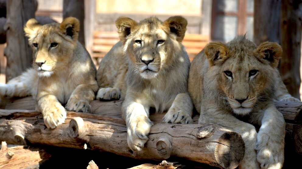 Leones de Terra Natura Murcia. (Portavoz)