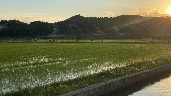 El sendero azul de Calasparra discurre en los arrozales característicos de la zona. (CARM)