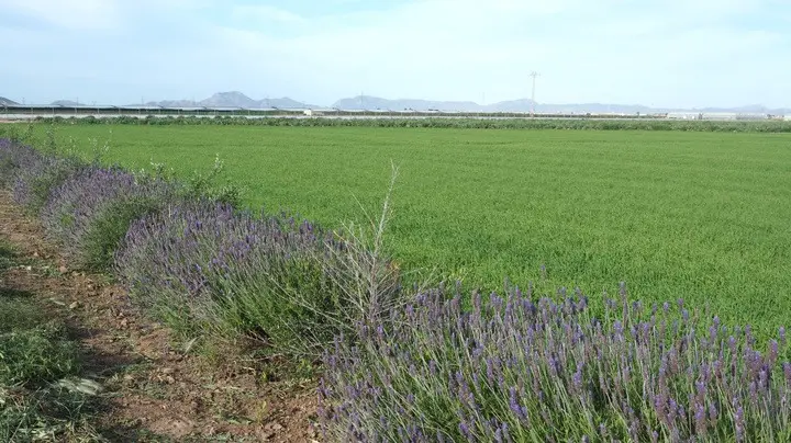 Un cultivo del Campo de Cartagena. (CARM)