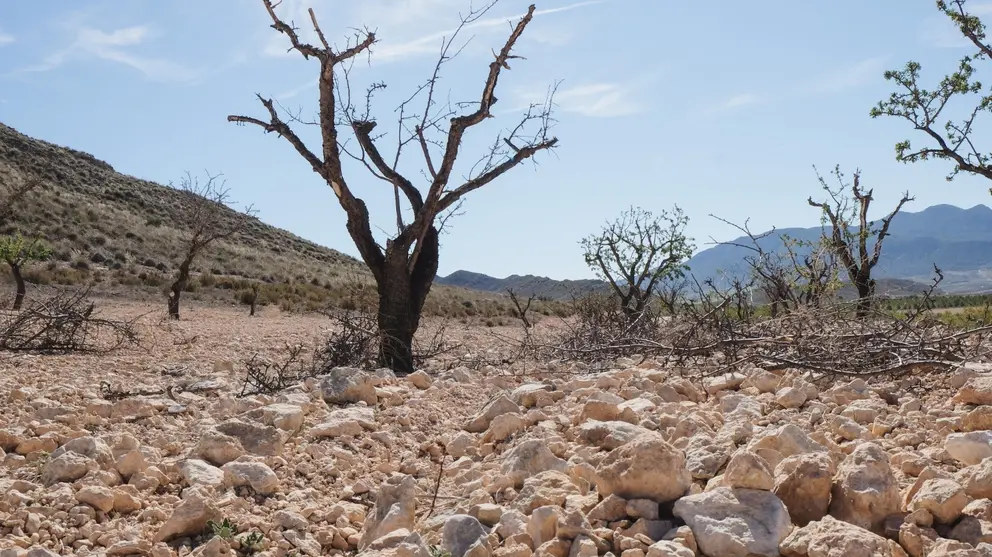 Imagen de la sequía que afecta a los almendros en la Región. (Feocam)