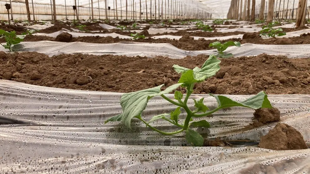 Plantación de melón piel de sapo de El Secreto de Mi Tierra en invernadero. (Agencia Weekend)