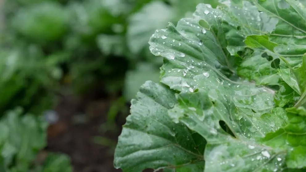 Cultivos con lluvia. (Freepik)