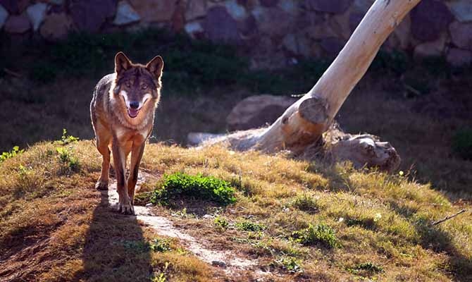 La campaña de verano de Terra Natura Murcia la protagonizan los lobos